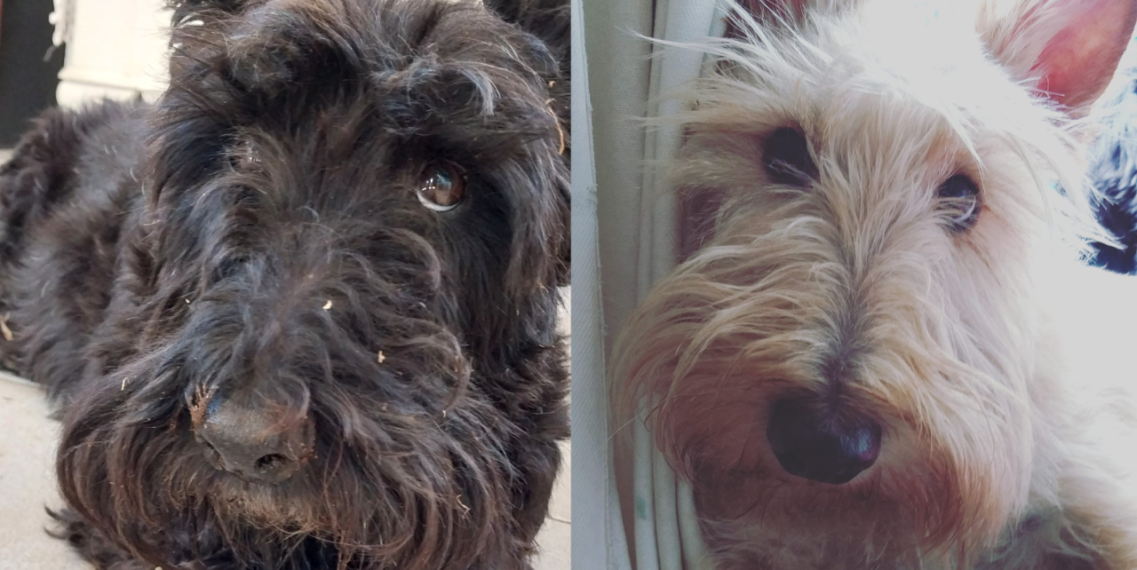 Scottish Terrier 101: The Loyal, Feisty Companion Every Dog Lover Should Know